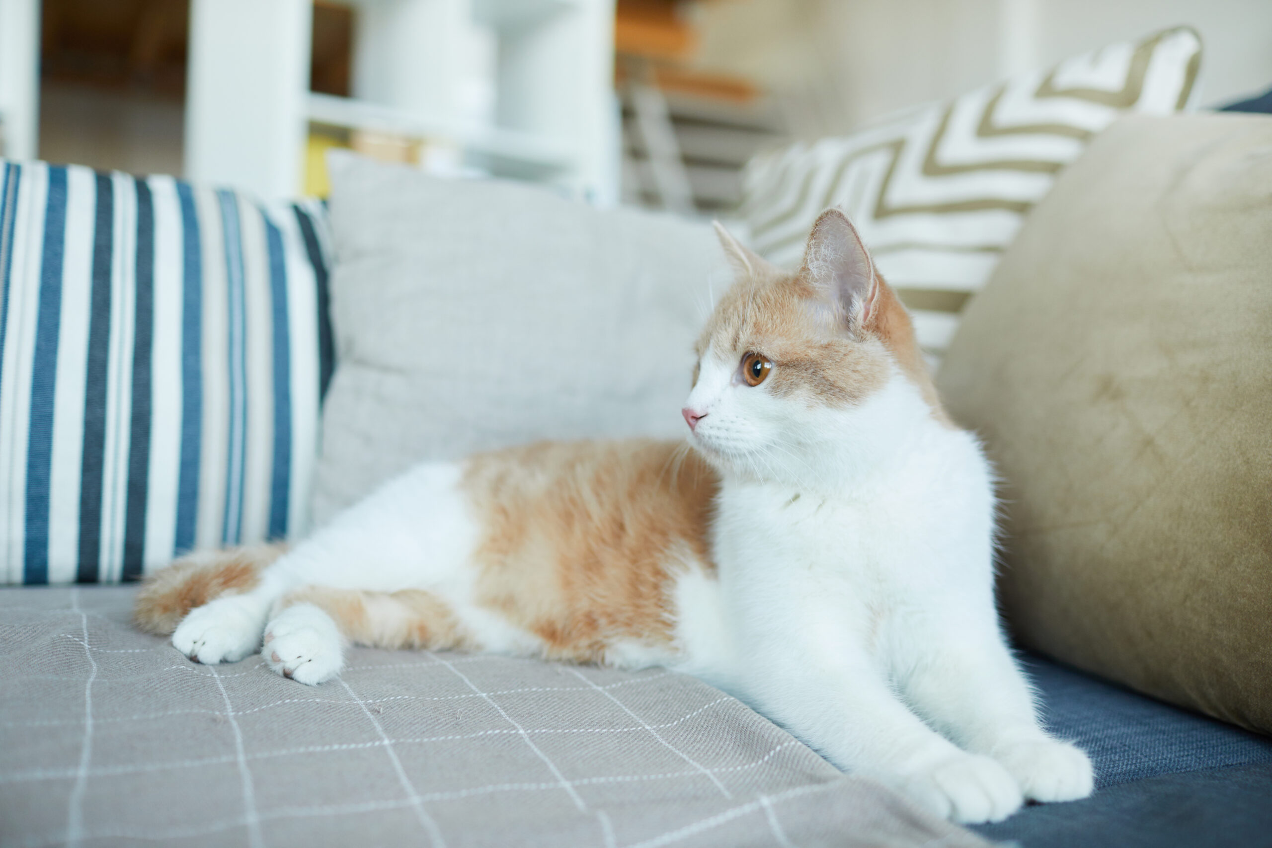 Domestic cat at home